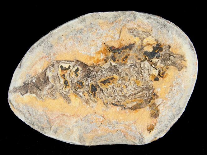 Triassic Fossil Shrimp From Madagascar #5164